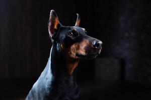 Dobermann Pinscher gegen schwarz Hintergrund Vorderseite Aussicht foto