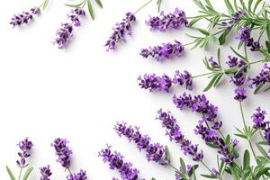 ai generiert Lavendel Blumen isoliert auf Weiß Hintergrund oben Sicht. foto