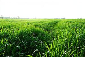 ai generiert Grün Feld auf Weiß Hintergrund foto