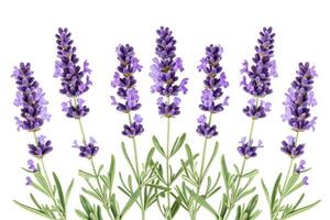 ai generiert Lavendel Blumen isoliert auf Weiß Hintergrund foto