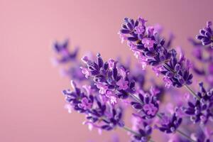 ai generiert Lavendel Blumen Lavendel foto