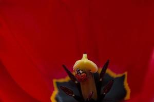 Marienkäfer in einer roten Tulpe. Ansicht von oben. Frühling Hintergrund. foto