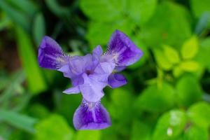 blaue Irisblume auf einem verschwommenen grünen Hintergrund. foto