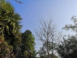 Grün Blätter Busch Baum Natur Hintergrund foto