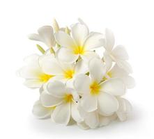 Frangipani-Blume isoliert auf weiß auf weißem Hintergrund foto