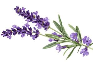 ai generiert Blume violett Lavendel Kraut isoliert auf Weiß Hintergrund. foto