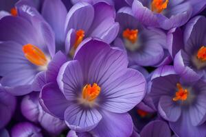 ai generiert schließen oben von lila Krokus Blumen mit Orange Stempel und Staubblätter Arlington Massachusetts. foto