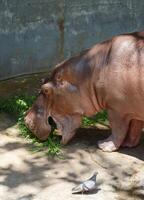 Weiß Nilpferd im das Zoo foto