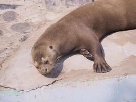 Riese Otter im Lima Zoo, Peru. foto