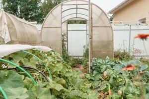 groß Gewächshäuser zum wachsend hausgemacht Gemüse. das Konzept von Gartenarbeit und Leben im das Land. foto