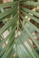 Palme Blatt Nahansicht. Gewächshaus mit ein groß Vielfalt von Grün Pflanzen. das Konzept von Pflanzen Pflanzen im Frühling. foto