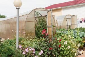 groß Gewächshäuser zum wachsend hausgemacht Gemüse. das Konzept von Gartenarbeit und Leben im das Land. foto