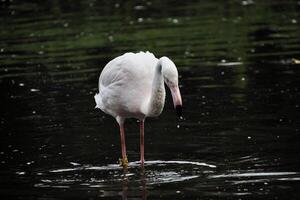 ein Blick auf einen Flamingo foto