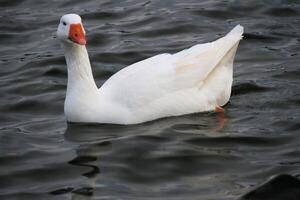 ein schließen oben von ein Gans foto