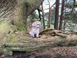 ein Aussicht von ein Hund auf ein Baum beim Peckforton foto