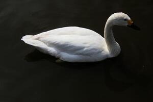 ein schließen oben von ein whooper Schwan foto