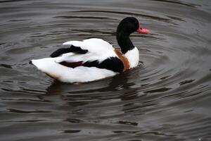 ein Aussicht von ein Shelduck foto