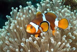 ai generiert ein Aussicht von ein Clown Fisch foto