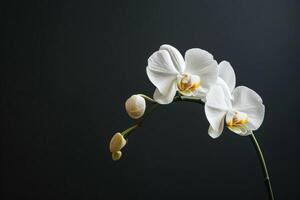 ai generiert elegant Weiß Orchidee isoliert auf schwarz foto