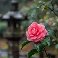 ai generiert Kamelie Blume im regnerisch Ambiente foto