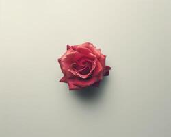 ai generiert Single rot Rose auf neutral Hintergrund foto