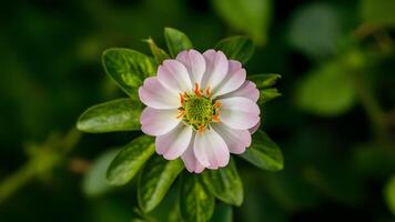 ai generiert wild Bergamotte Blume isoliert auf Weiß Hintergrund, Wildblume Konzept foto