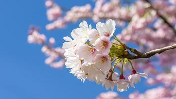 ai generiert Frühling Kirsche Blüten gegen heiter Blau Himmel Hintergrund foto