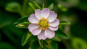 ai generiert wild Bergamotte Blume isoliert auf Weiß Hintergrund, Wildblume Konzept foto