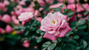 ai generiert flach Hintergrund mit Ultra violett Rose im voll blühen, Rosa Garten foto