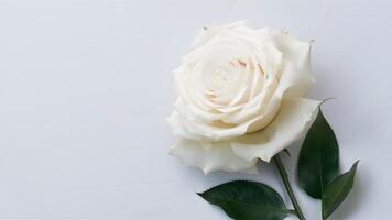 ai generiert elegant Weiß Rose gegen makellos Weiß Hintergrund strahlt aus Reinheit foto