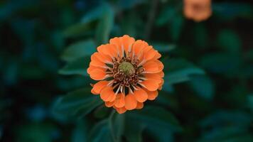 ai generiert aus von Fokus Orange Nelke Blume Schuss während Blau Stunde foto