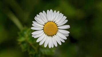 ai generiert Hand gemacht Ausschnitt Pfad isoliert Gänseblümchen Blume auf Weiß foto