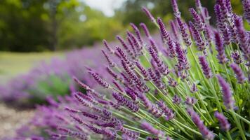 ai generiert fein Lavendel Blumen Blühen gegen verschwommen Natur Hintergrund, Panorama- Banner foto