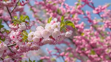 ai generiert Frühling Blüten bilden ein schön Hintergrund Sprengung mit Farben foto