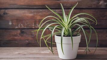 ai generiert Spinne Pflanze Chlorophytum im Weiß Blumentopf auf hölzern Hintergrund foto