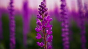 ai generiert fluoreszierend lila Blume Stengel steht aus gegen verschwommen Feld Hintergrund foto