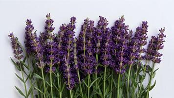 ai generiert schön Lavendel Blumen isoliert gegen sauber Weiß Hintergrund foto