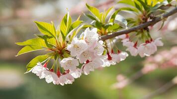 ai generiert Kirsche blühen im Frühling Natur Hintergrund, Grün Blätter, Bokeh foto