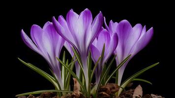 ai generiert isoliert Bild von violett Krokus Frühling Blume auf schwarz Hintergrund foto
