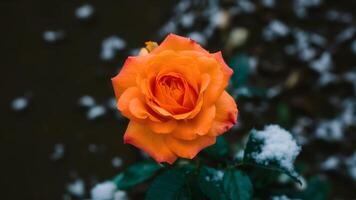 ai generiert Orange Rose Blume inmitten Fälschung Schnee auf dunkel Hintergrund foto