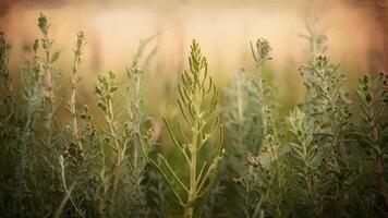 ai generiert Jahrgang Hintergrund setzt das Szene zum Makro Schuss von Wiese Kräuter foto