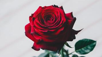 ai generiert perfekt blühte rot Rose mit makellos Weiß Hintergrund foto