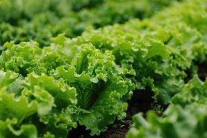 ai generiert organisch hydroponisch Grüner Salat Bauernhof. foto