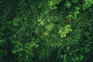 ai generiert Drohnen oben Aussicht von Grün Gras Textur. foto