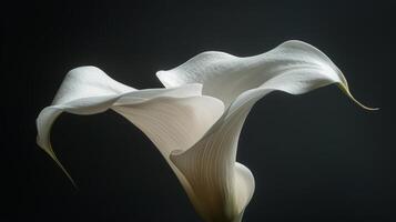 ai generiert zwei Weiß Calla Lilien im ein Vase auf ein schwarz Hintergrund foto