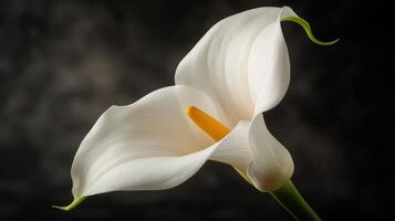 ai generiert zwei Weiß Calla Lilien im ein Vase auf ein schwarz Hintergrund foto