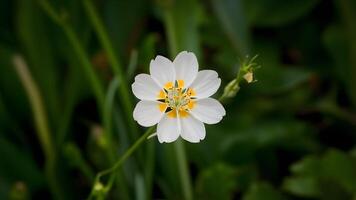 ai generiert Gegenstand Frische von Frühling gefangen durch isoliert Weiß wild Karotte Blume foto