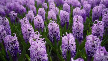 ai generiert Bett von violett lila Hyazinthe Blumen genommen beim geneigt Winkel foto
