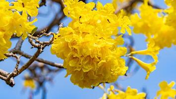 Silber Trompete Baum, Baum von Gold, paraguayisch Silber Trompete Baum, tabebuia Aurea Blühen im das Garten foto