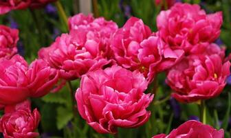 Frühling Blumen Banner. Rosa blühen Tulpen im Feld. Rosa Blütenblätter und Grün Blätter von Blühen Blumen. Gruß Karte Banner, Mutter Tag Karte, Damen Tag, Geburtstag, Ostern. botanisch Auswahl foto